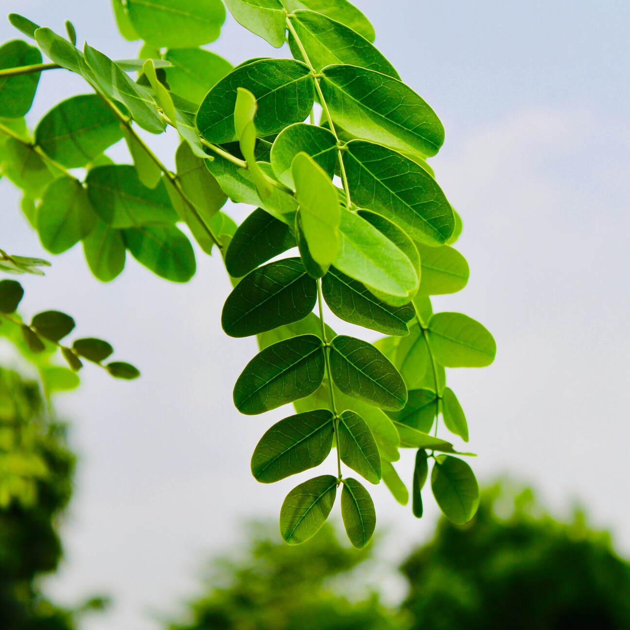 Moringa leaves close up