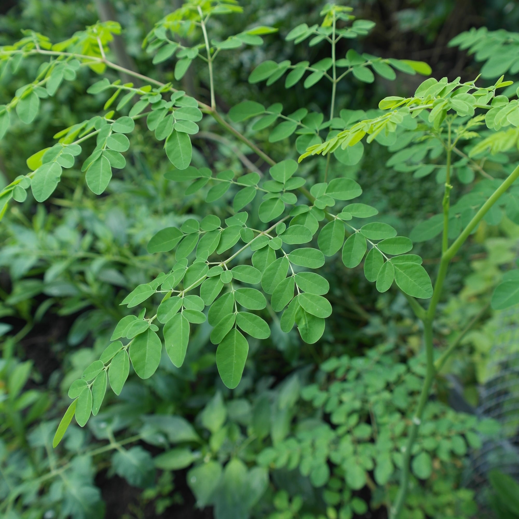 Hand-graded moringa leaves